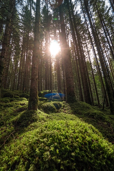 sola skinner gjennom tett skog