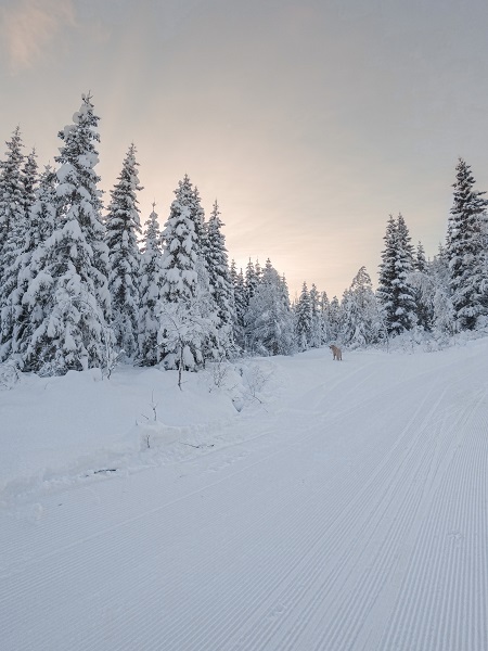 Nypreparerte, perfekte langrennsløyper i haugsåsen, granvin