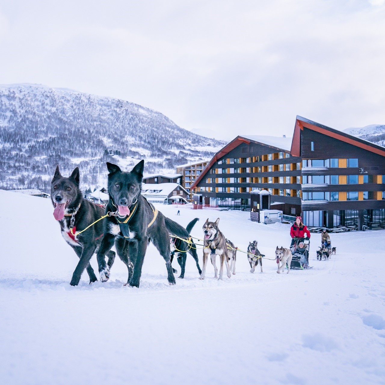 hundespann på tur i vinterlandskap i myrkdalen