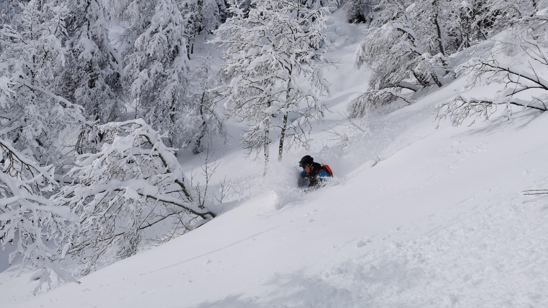 skogskøyring på voss