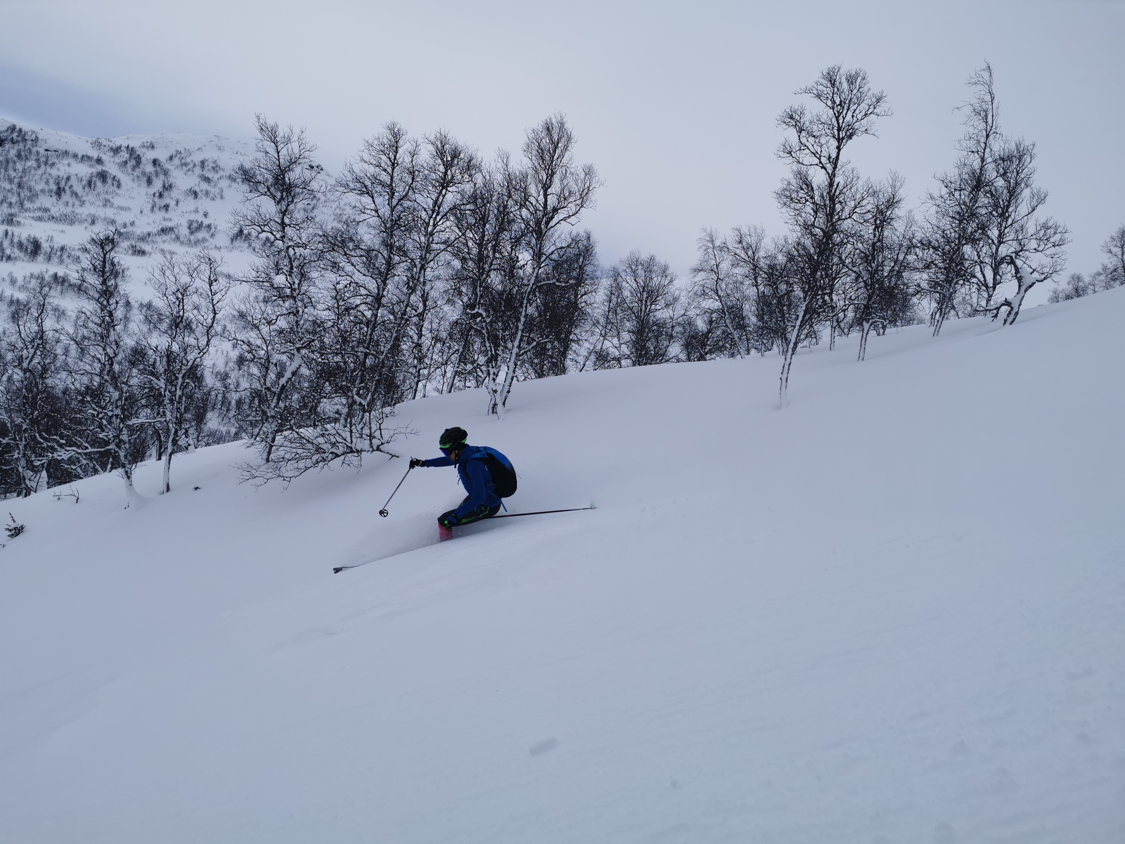 Skogskøyring