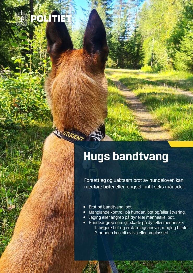 Infoplakat frå politiet om bandtvang