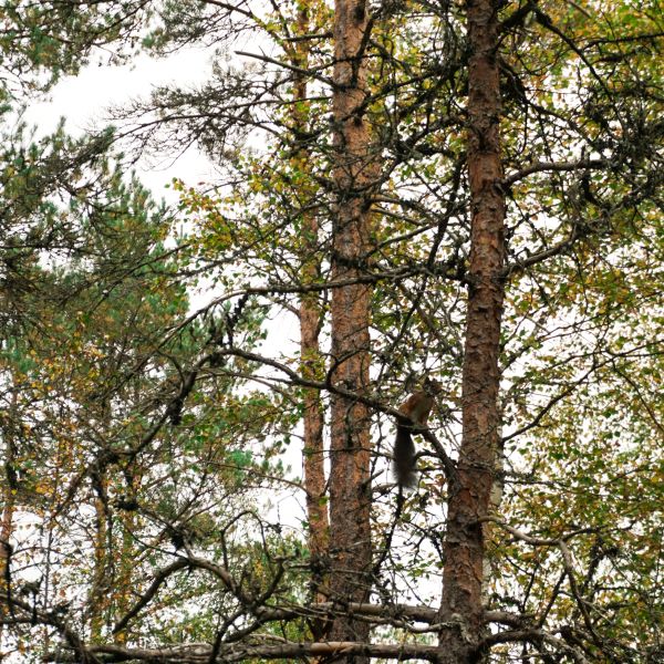 ekorn i skogen på voss